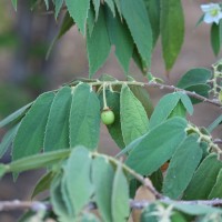 Muntingia calabura L.